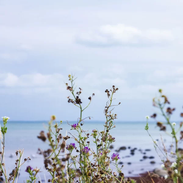 rhanna-NJsm9PV7awg-unsplash