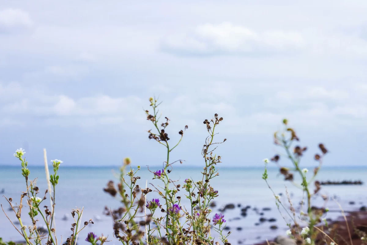 rhanna-NJsm9PV7awg-unsplash