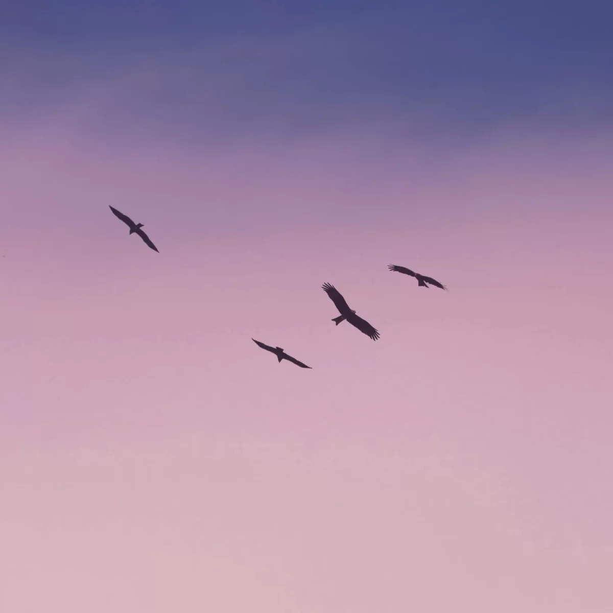 saurav-mahto-ijWb7URJQyo-unsplash